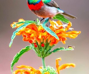 Gaan Bosâ€¦Gaan Fynbos!